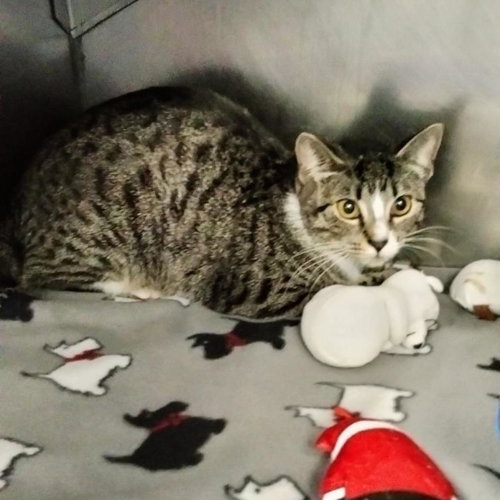 Cornelia Street, an adoptable Domestic Short Hair in New York City, NY