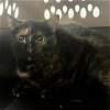 adoptable Cat in york, NE named Brownie
