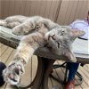 adoptable Cat in york, NE named Bubbles
