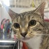 adoptable Cat in york, NE named Cayenne