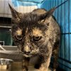 adoptable Cat in york, NE named Tasha