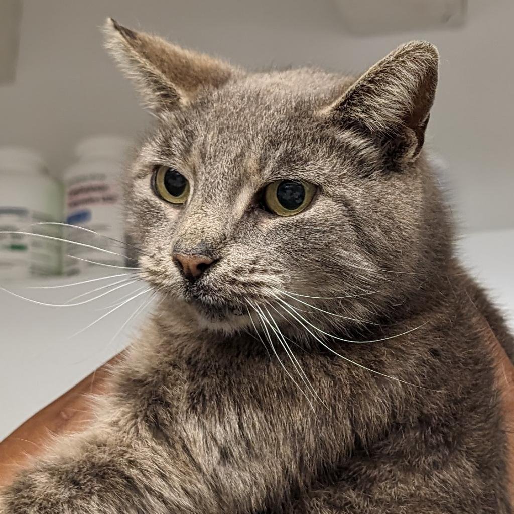 adoptable Cat in New York, NY named Waverly