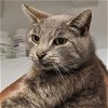adoptable Cat in  named Waverly