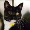 adoptable Cat in , NY named Fergie