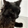 adoptable Cat in york, NE named Bogherra