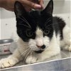 adoptable Cat in york, NY named Tux