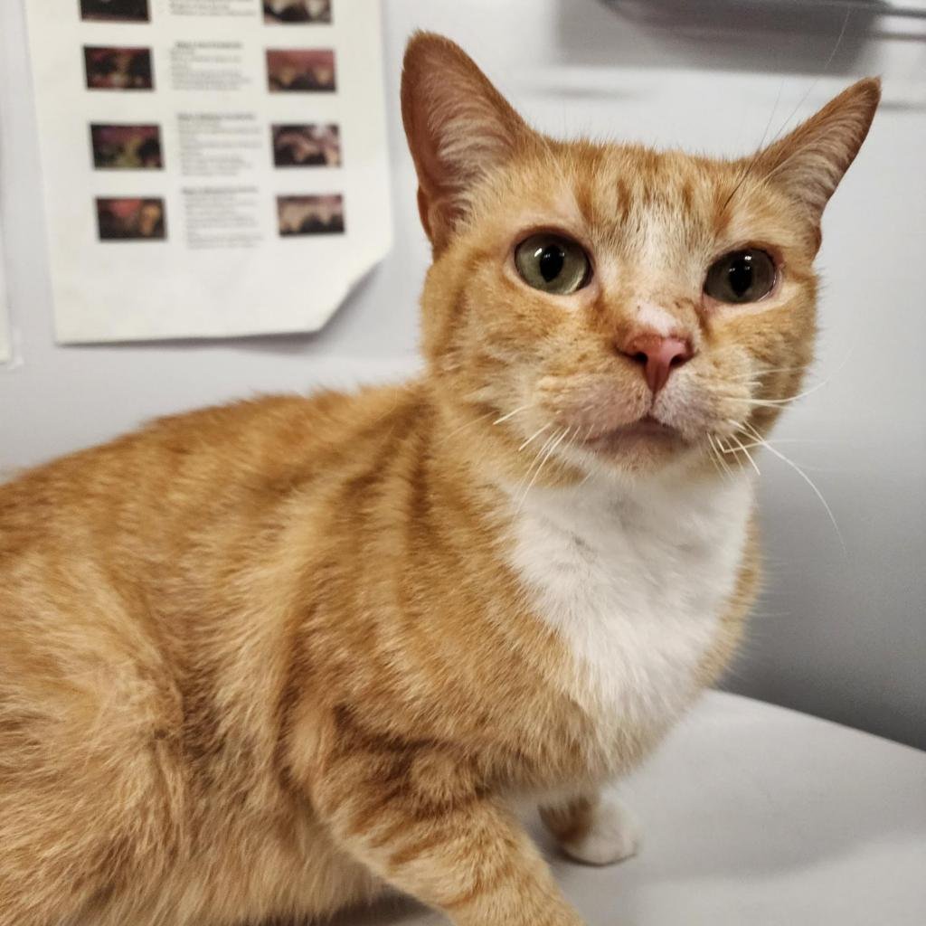adoptable Cat in New York, NY named Fruit Rollup