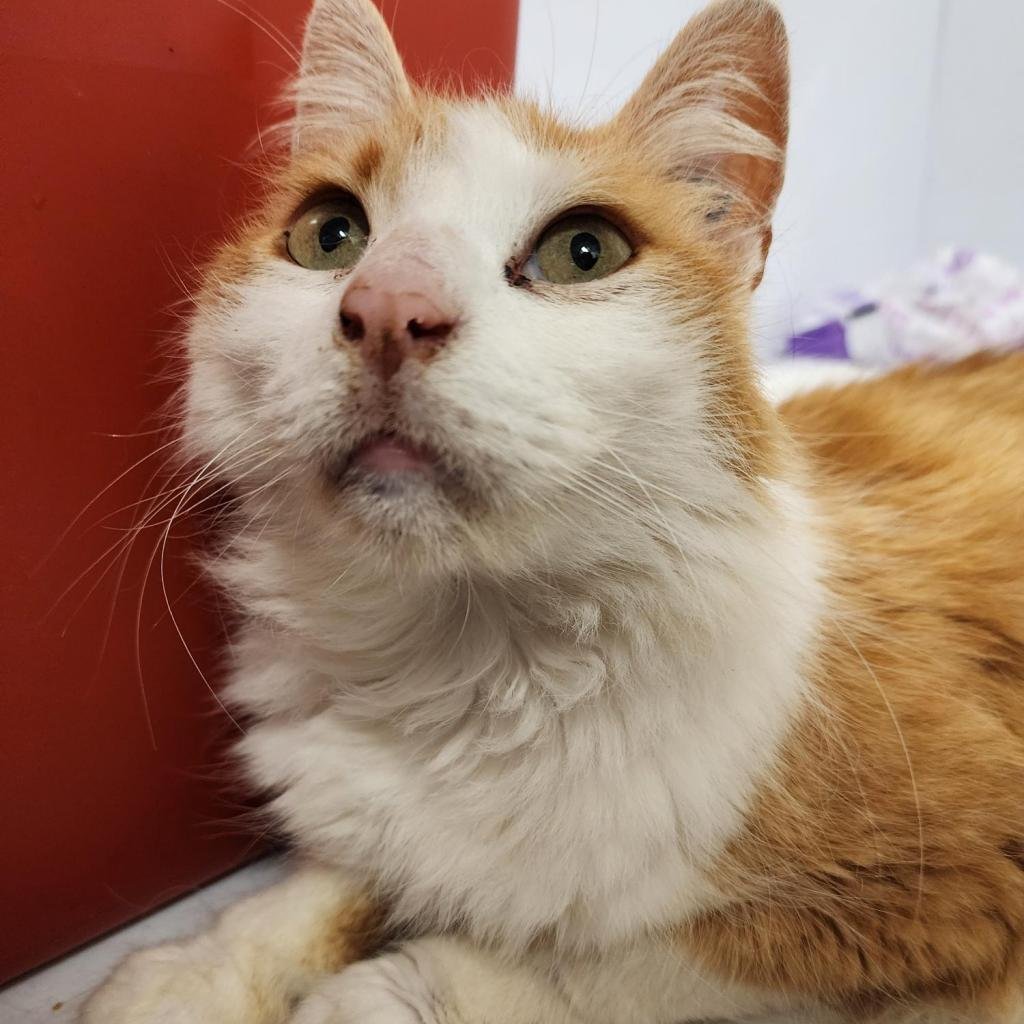 adoptable Cat in New York, NY named Little Nicky