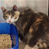 adoptable Cat in  named Large Marge