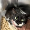 adoptable Cat in york, NY named Barnabus