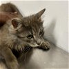 adoptable Cat in  named Climby