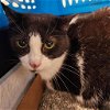 adoptable Cat in york, NY named Tracy
