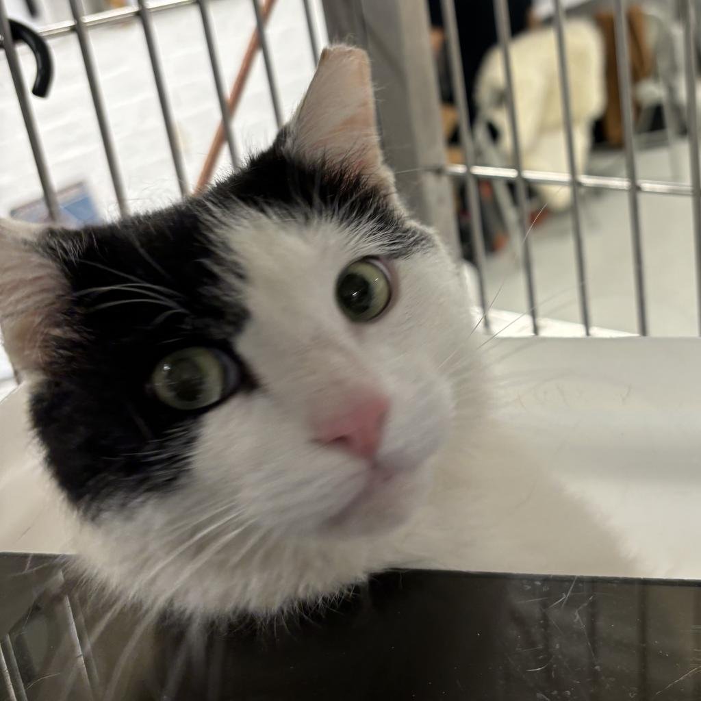 adoptable Cat in New York, NY named Barney