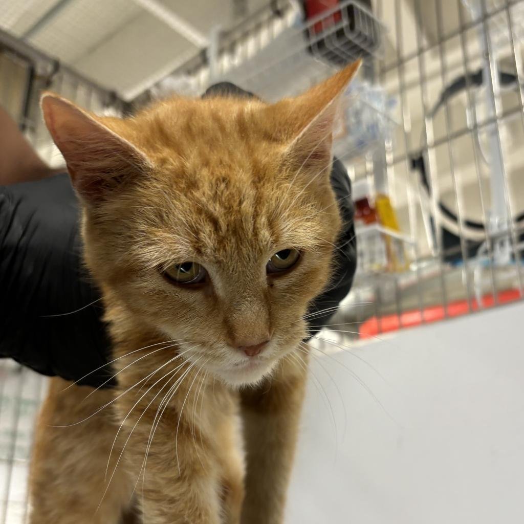 adoptable Cat in New York, NY named Creamsicle