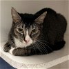 adoptable Cat in york, NE named Coco Chanel