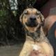 adoptable Dog in york, NE named Sofia