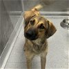 adoptable Dog in york, NE named Solomon