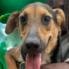 adoptable Dog in york, NE named Zoey