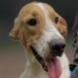 adoptable Dog in york, NY named Zonny