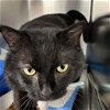 adoptable Cat in york, NE named Bliss