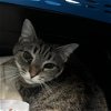 adoptable Cat in york, NE named Boxie