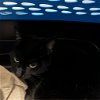 adoptable Cat in york, NE named Smurfette