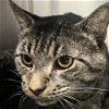 adoptable Cat in york, NE named Billy