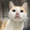 adoptable Cat in york, NE named Daphne