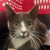 adoptable Cat in york, NY named Blake