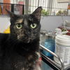 adoptable Cat in New York, NY named Katydid