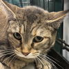 adoptable Cat in New York, NY named Summer