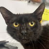 adoptable Cat in New York, NY named Ringo