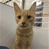 adoptable Cat in  named Dennis