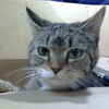 adoptable Cat in New York, NY named Jackie in the Box