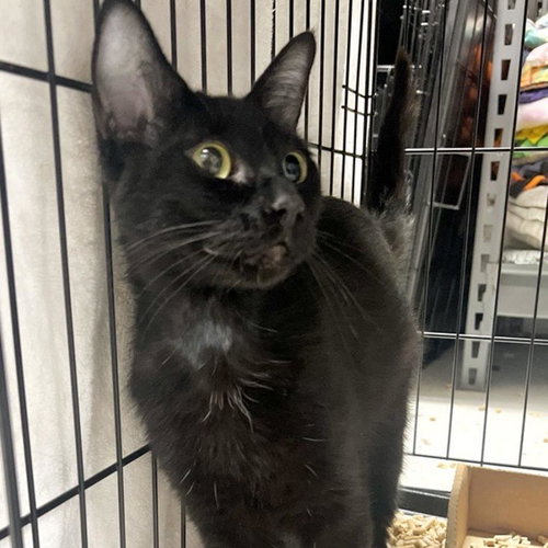 Maleficent, an adoptable Domestic Short Hair in New York City, NY