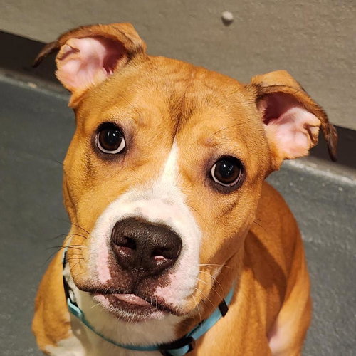 picture of the dog needing adoption