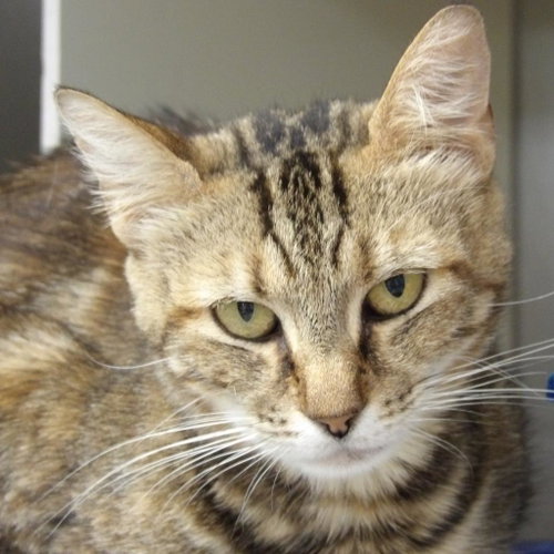 Alyx, an adoptable Domestic Short Hair in New York City, NY