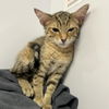 adoptable Cat in New York, NY named Uma