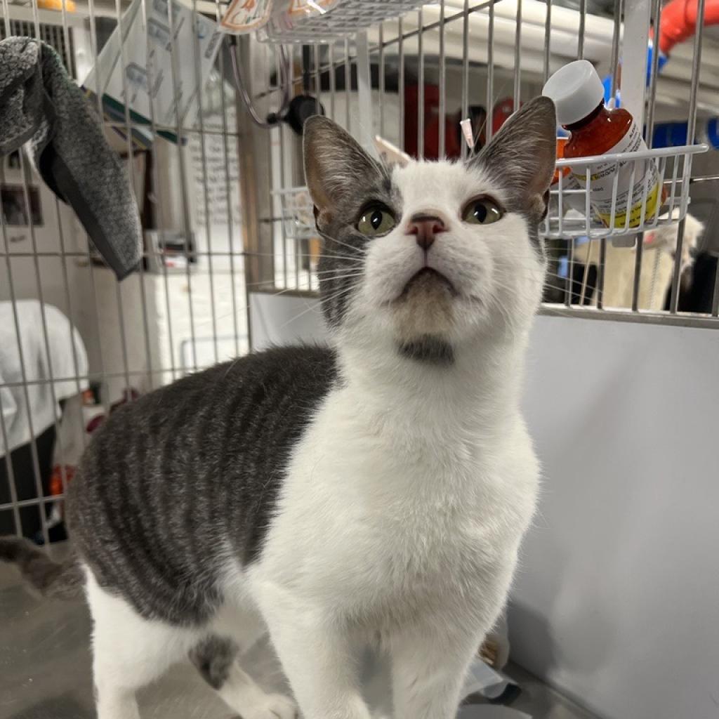 adoptable Cat in New York, NY named Cletus