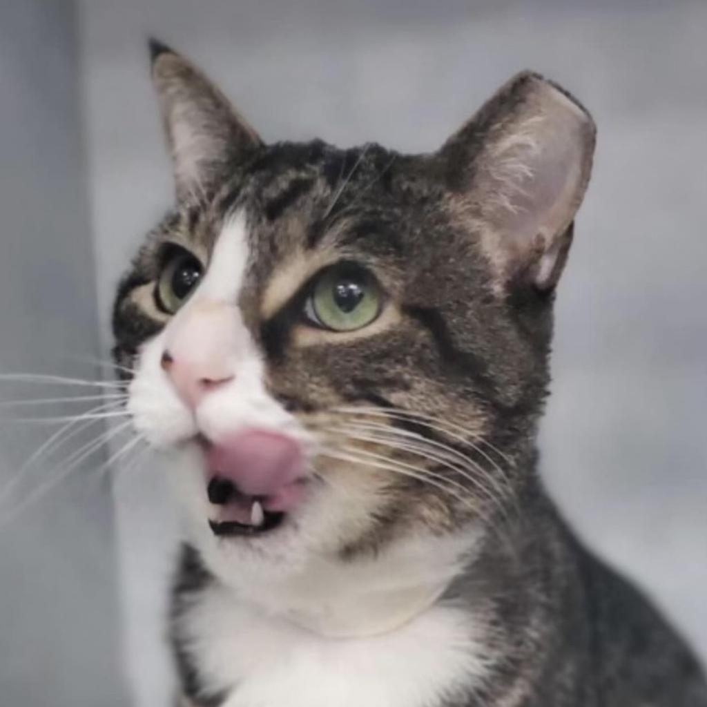 adoptable Cat in New York, NY named Gucci