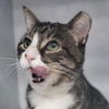 adoptable Cat in , NY named Gucci