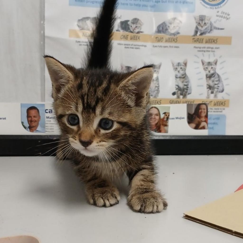 adoptable Cat in New York, NY named Blossom