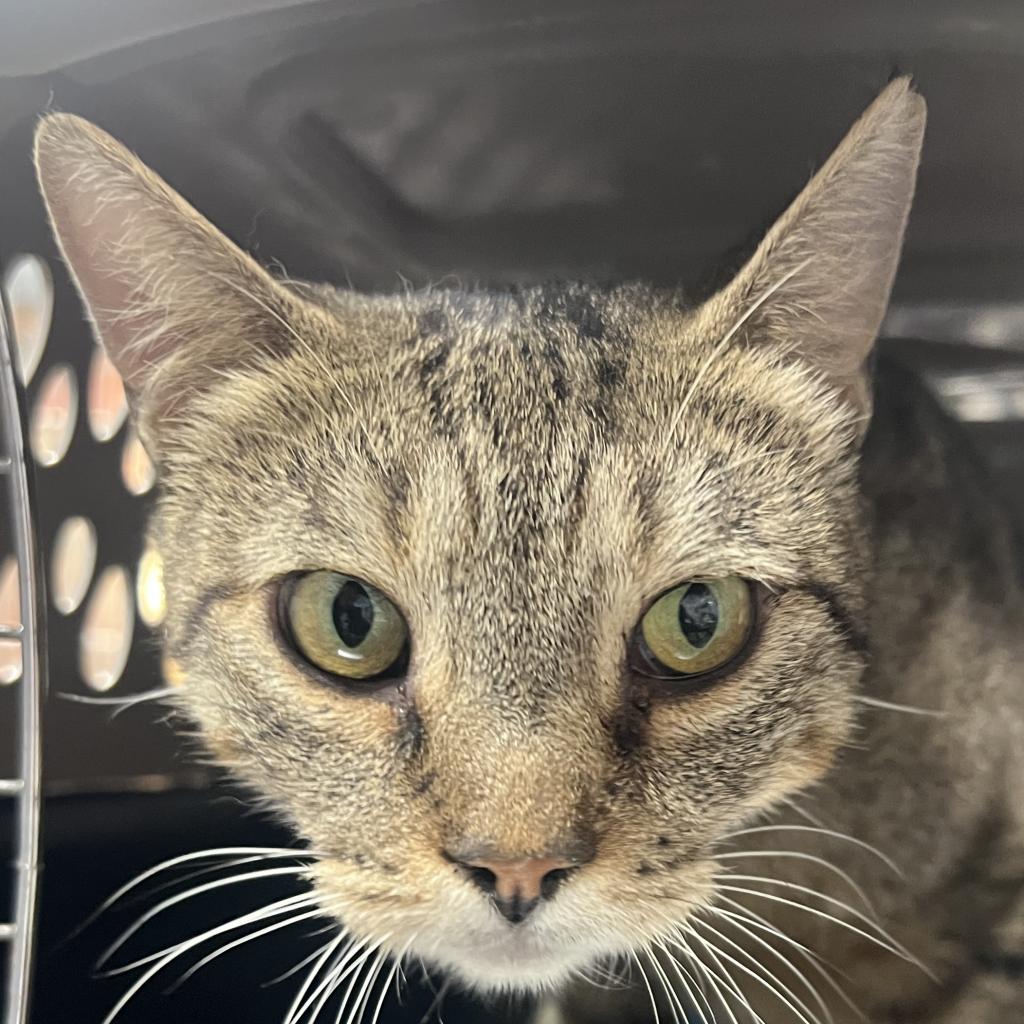 adoptable Cat in New York, NY named Thorne