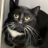 adoptable Cat in , NY named Phantom