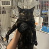 adoptable Cat in New York, NY named Penleigh