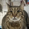 adoptable Cat in New York, NY named Jess