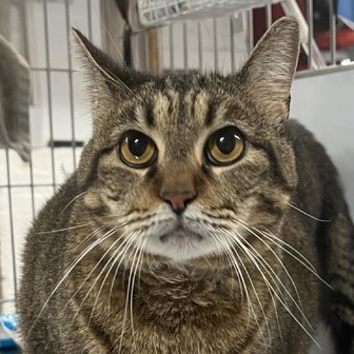 picture of the cat needing adoption