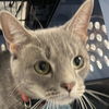 adoptable Cat in New York, NY named Sierra