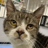 adoptable Cat in New York, NY named Rockefeller