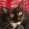 adoptable Cat in New York, NY named Salem